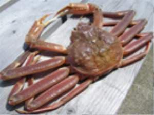 美湾荘 ずわい蟹