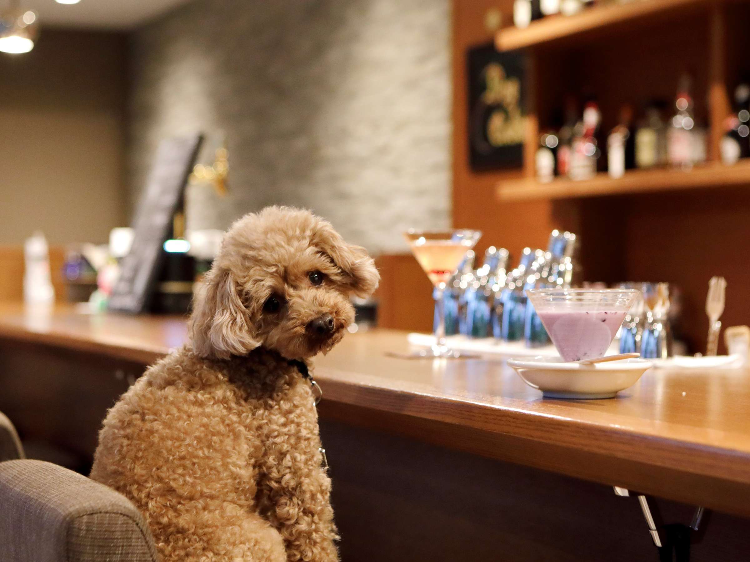 Dog-friendly facilities at Regina Resort
