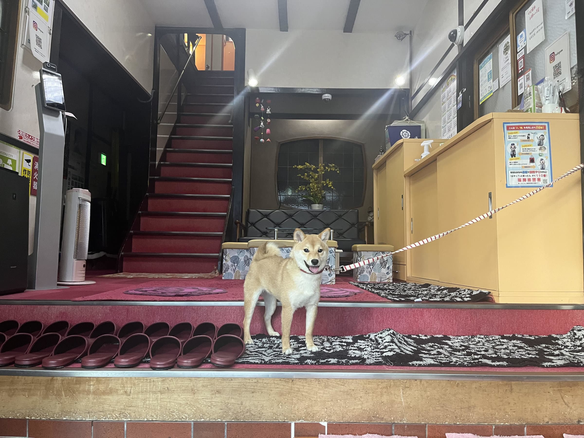 Retro entrance hall and genkan at Yamamoto Ryokan with red-carpeted staircase, lined slippers and the inn's resident shiba dog