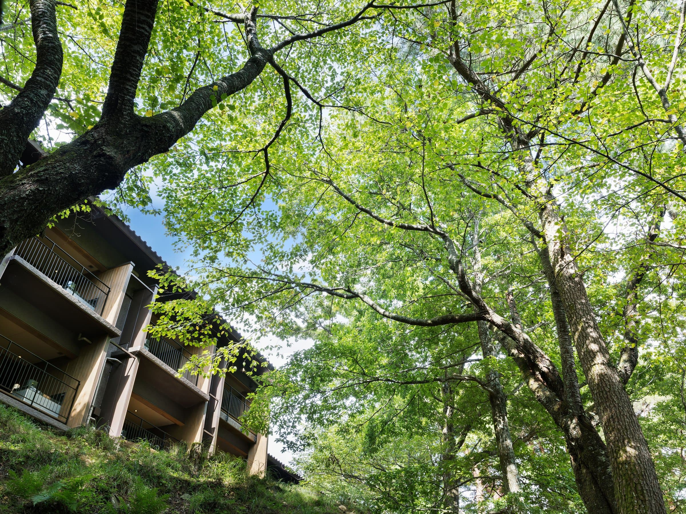Hotel Laforet Shuzenji Sanshi Suimei guest villas tucked into a green hillside forest in Izu's Shuzenji Onsen