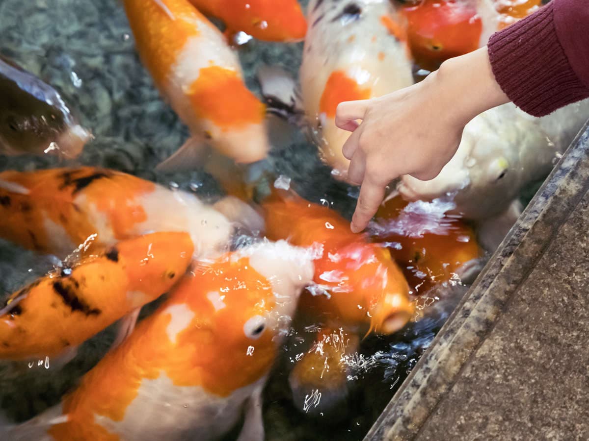 月光園 游月山荘 館内