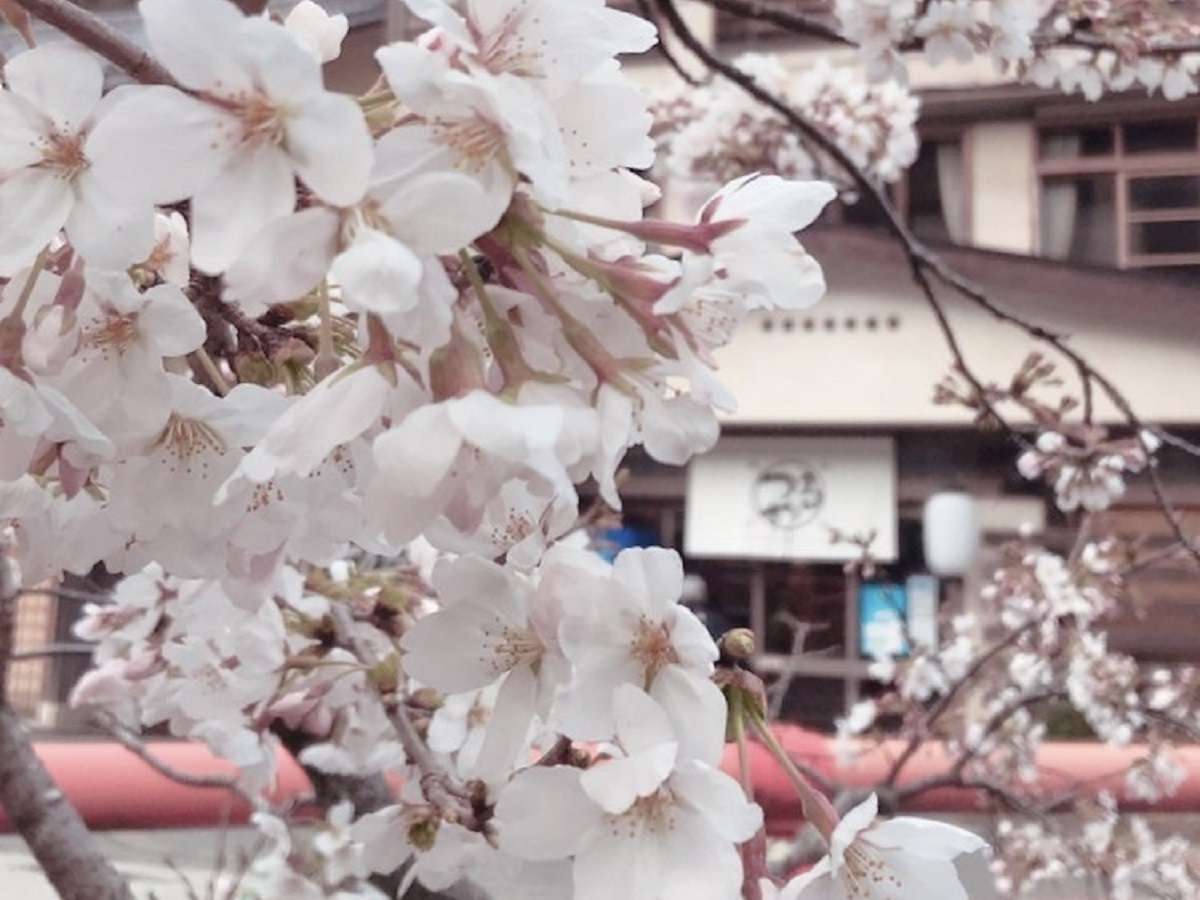 Tsuruya Ryokan Kinosaki Onsen exterior framed by cherry blossoms in spring