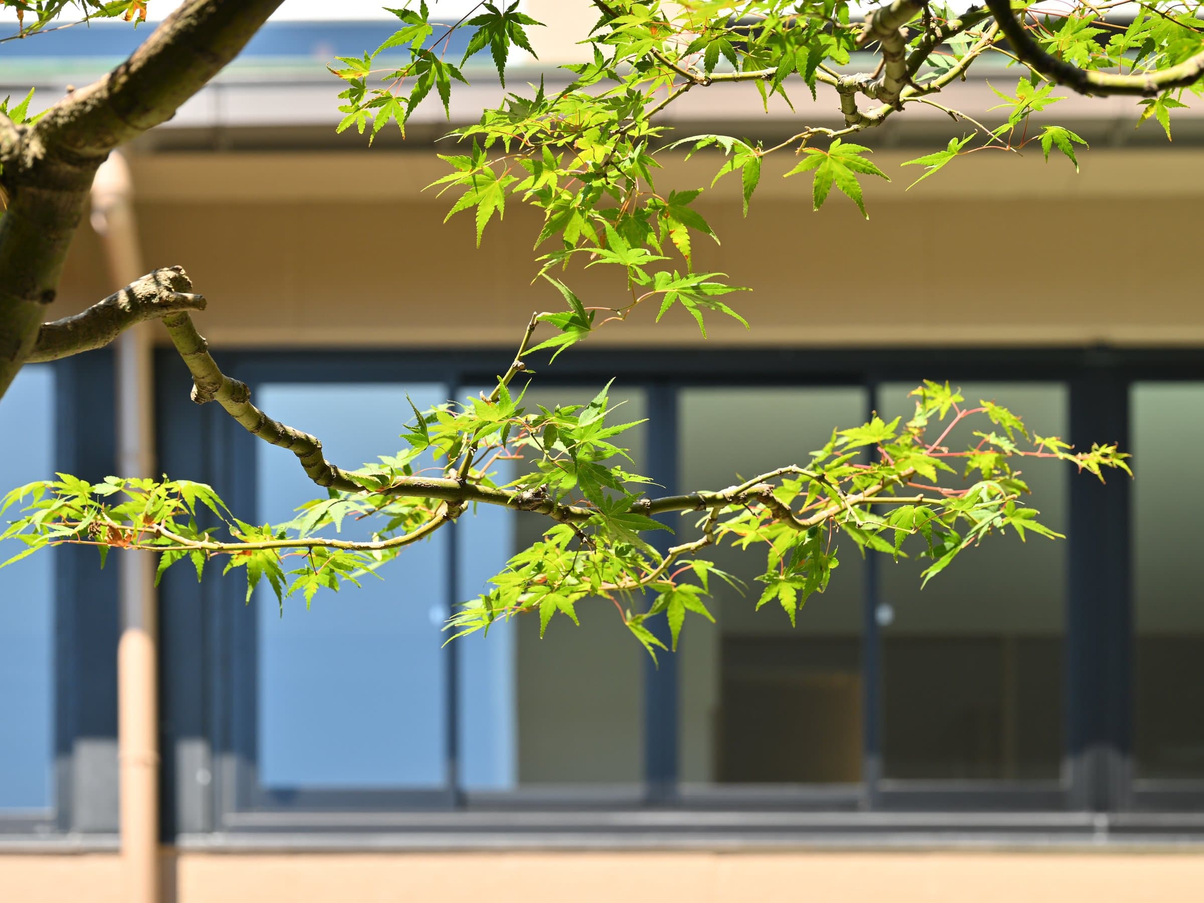 Fresh green maple leaves against Hamazuru's glass facade, an architectural detail at Wakura Onsen