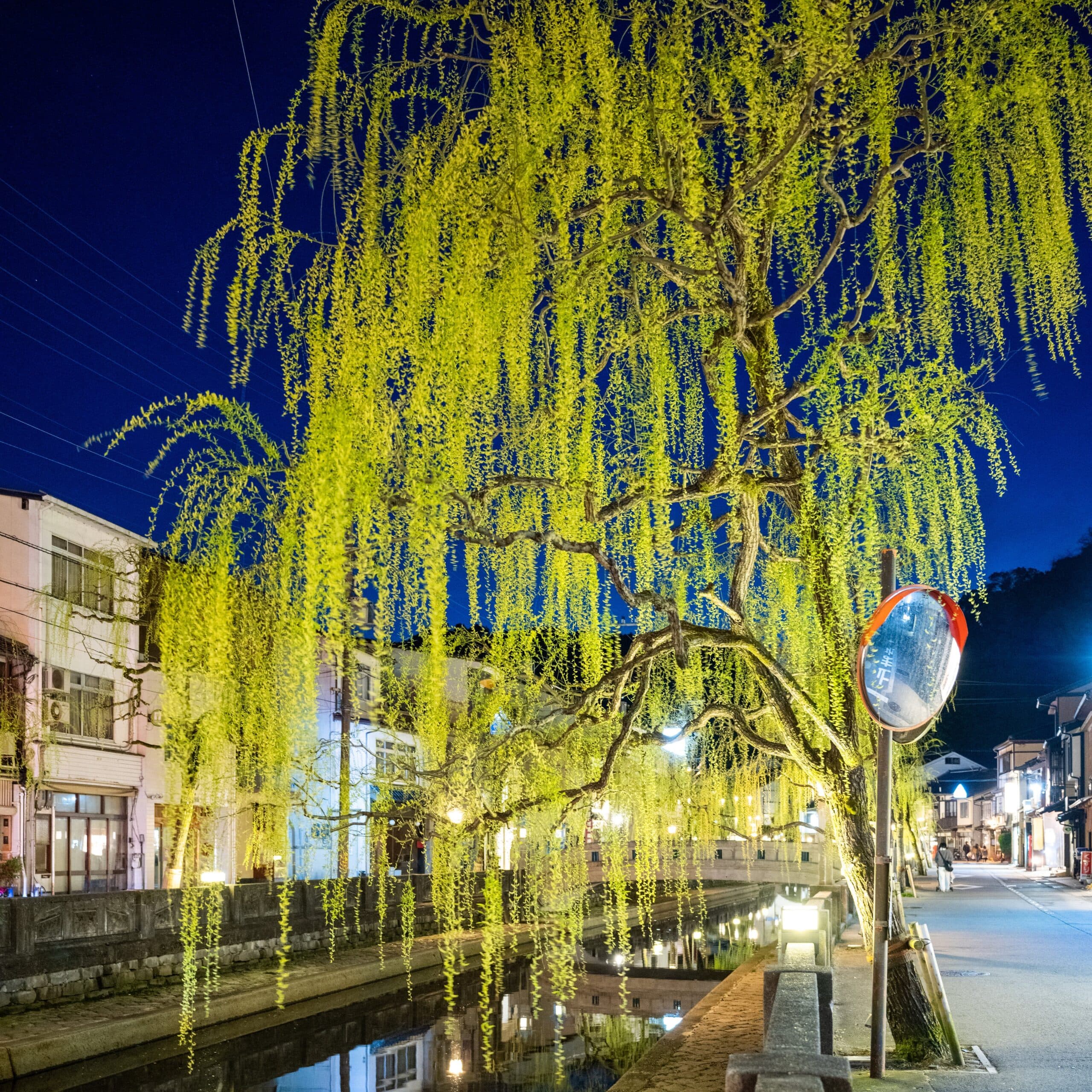 Kinosaki Onsen willow-lined canal and stone bridge illuminated at night near Mikuniya