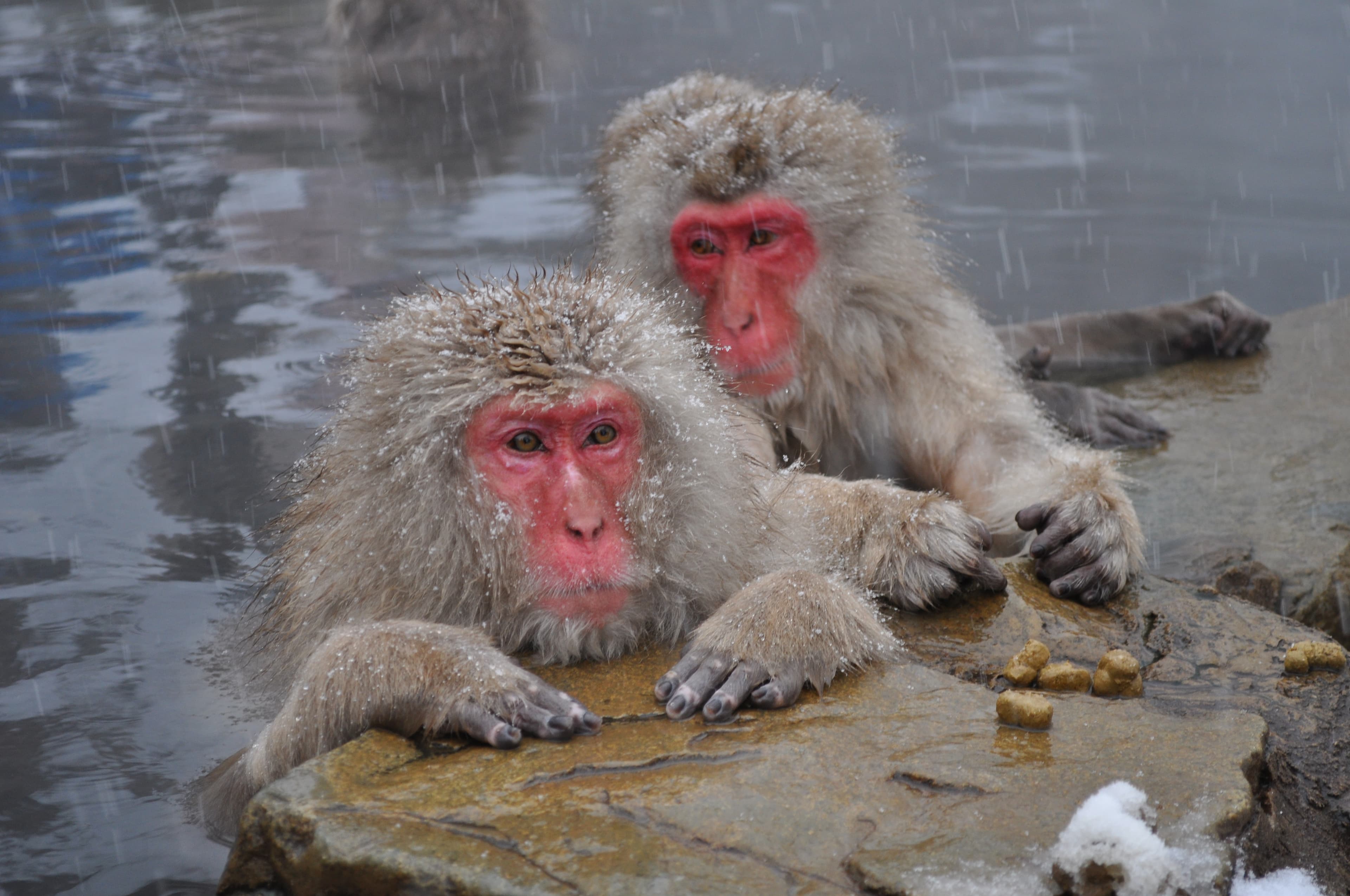 Japanese macaque snow monkeys bathing in a hot spring pool with snow on surrounding rocks and forest