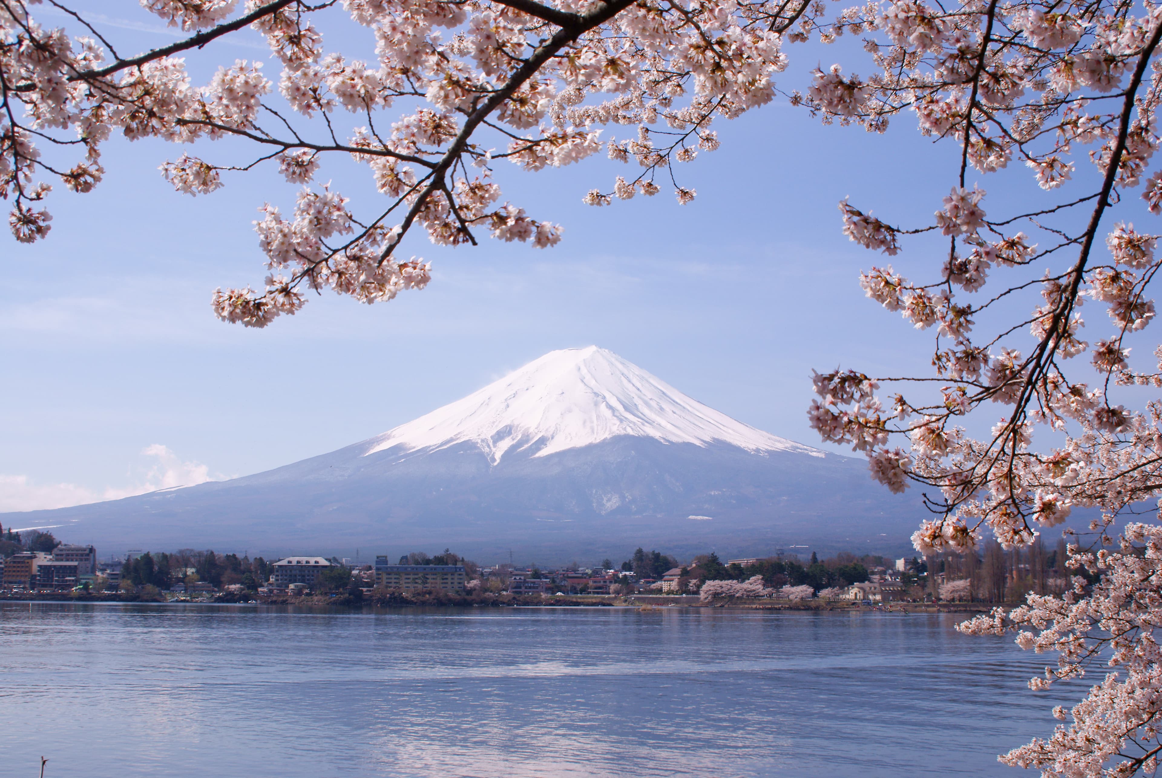 Kawaguchiko north shore in late March with Someiyoshino cherry blossoms framing Mt. Fuji across the lake under pink morning sky