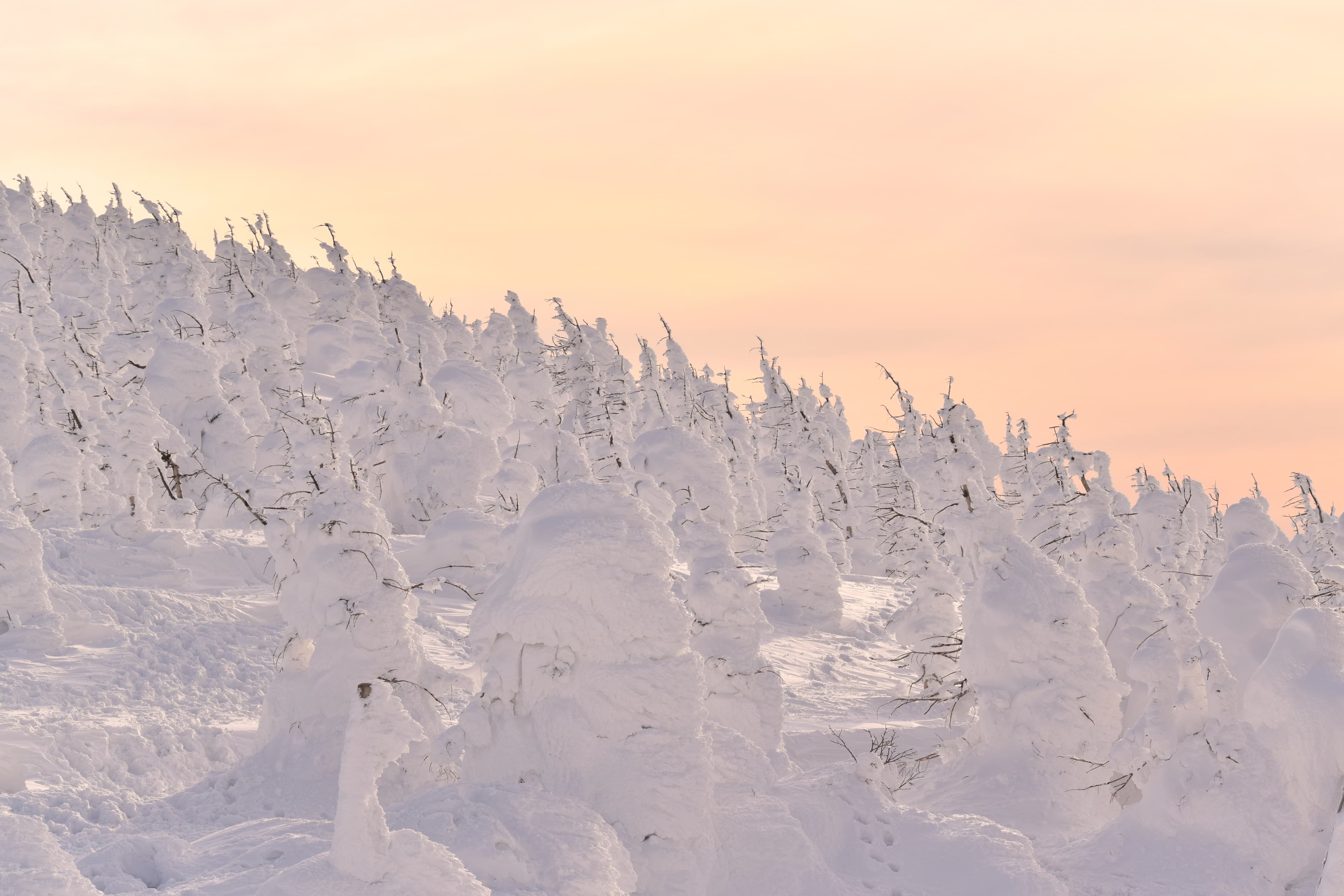 Zao Onsen juhyo snow monsters — plantation fir trees encased in ice and snow on the Zao plateau at dawn, Yamagata Prefecture Tohoku Japan