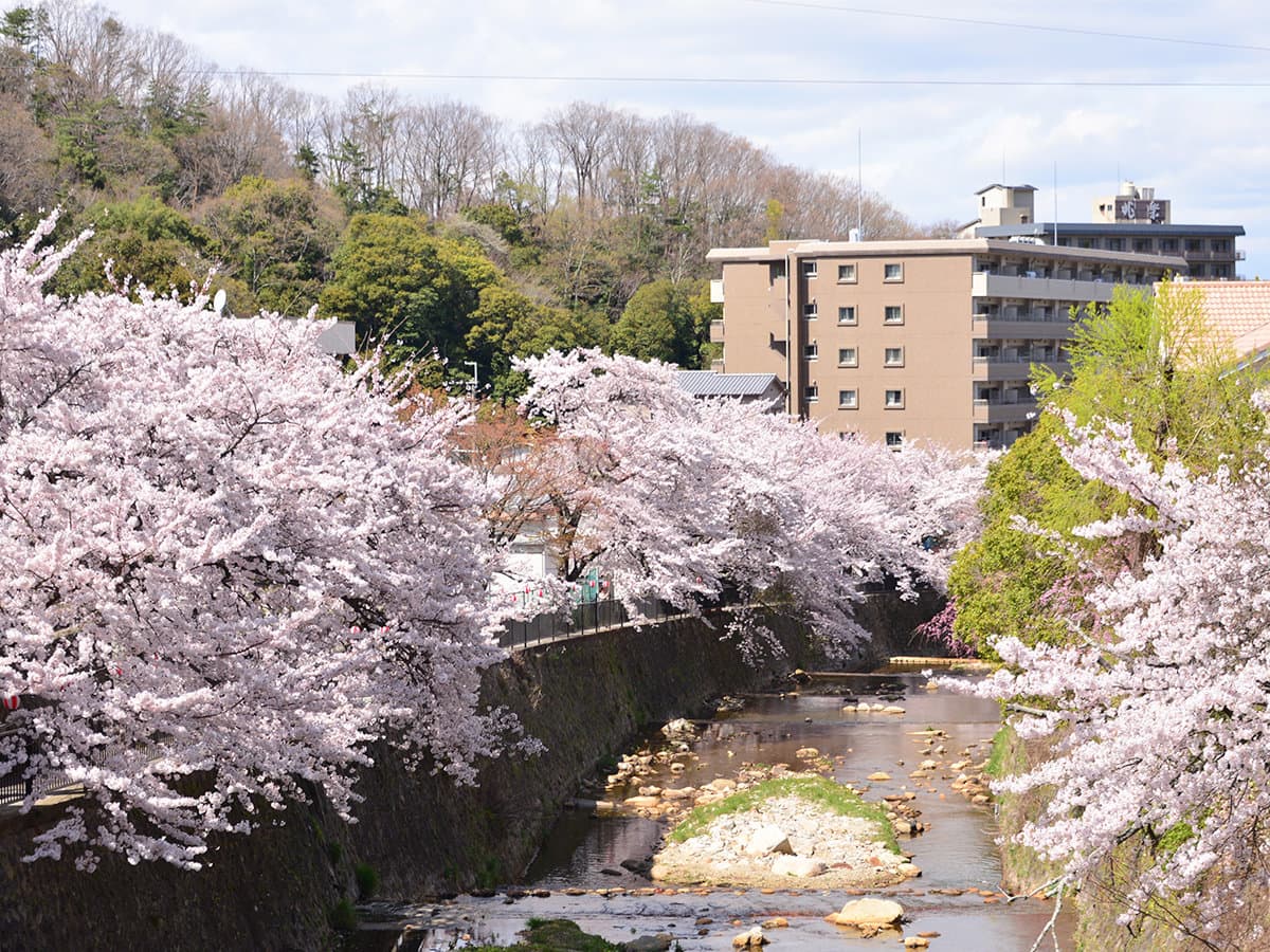 Cherry blossoms in full bloom lining the stone-banked river through Arima Onsen near Motoyu Ryusenkaku in spring