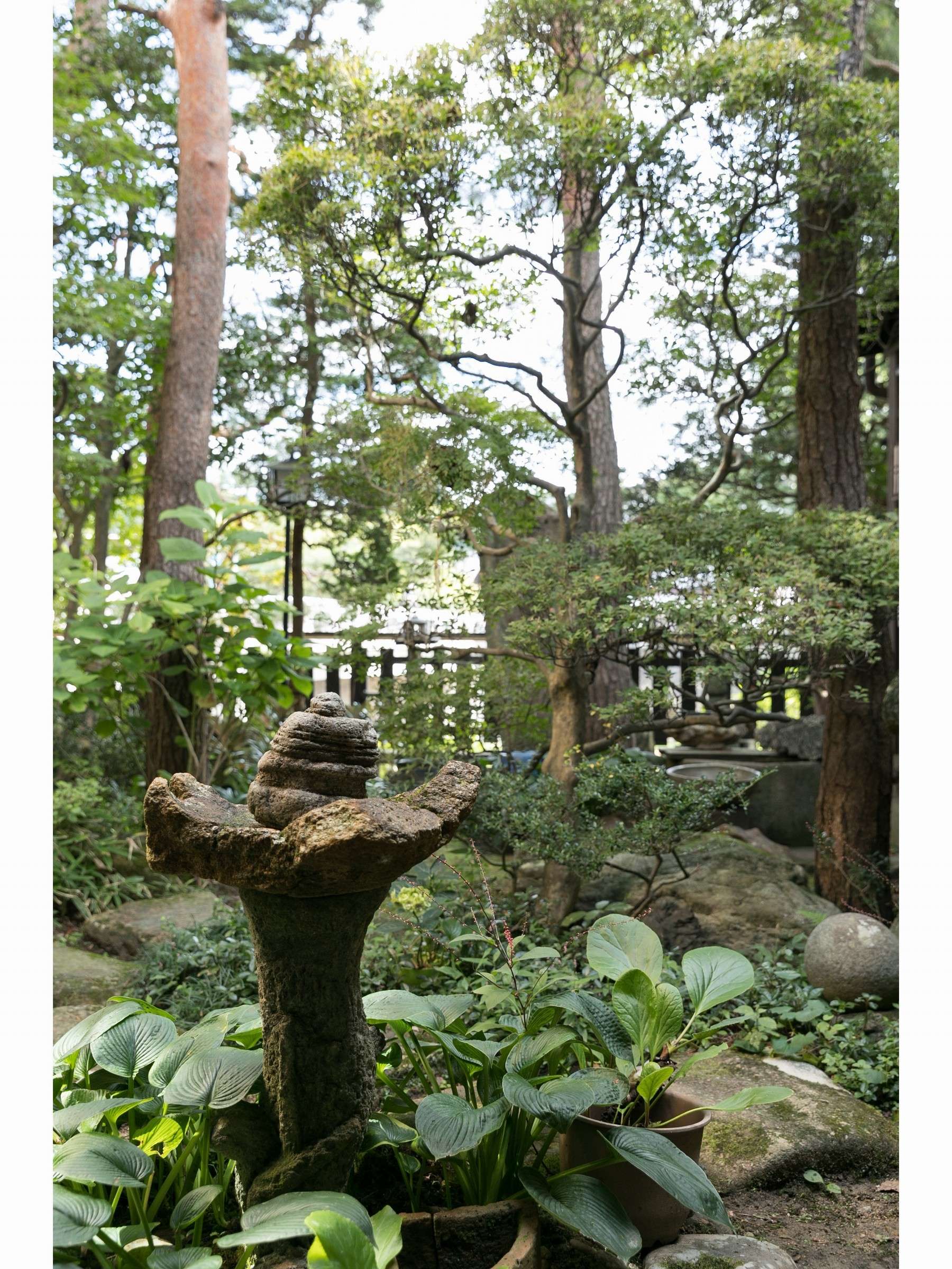 Lush inner garden at Sumiyoshi Ryokan with a moss-covered stone lantern, pines and hostas behind a wooden fence, Takayama