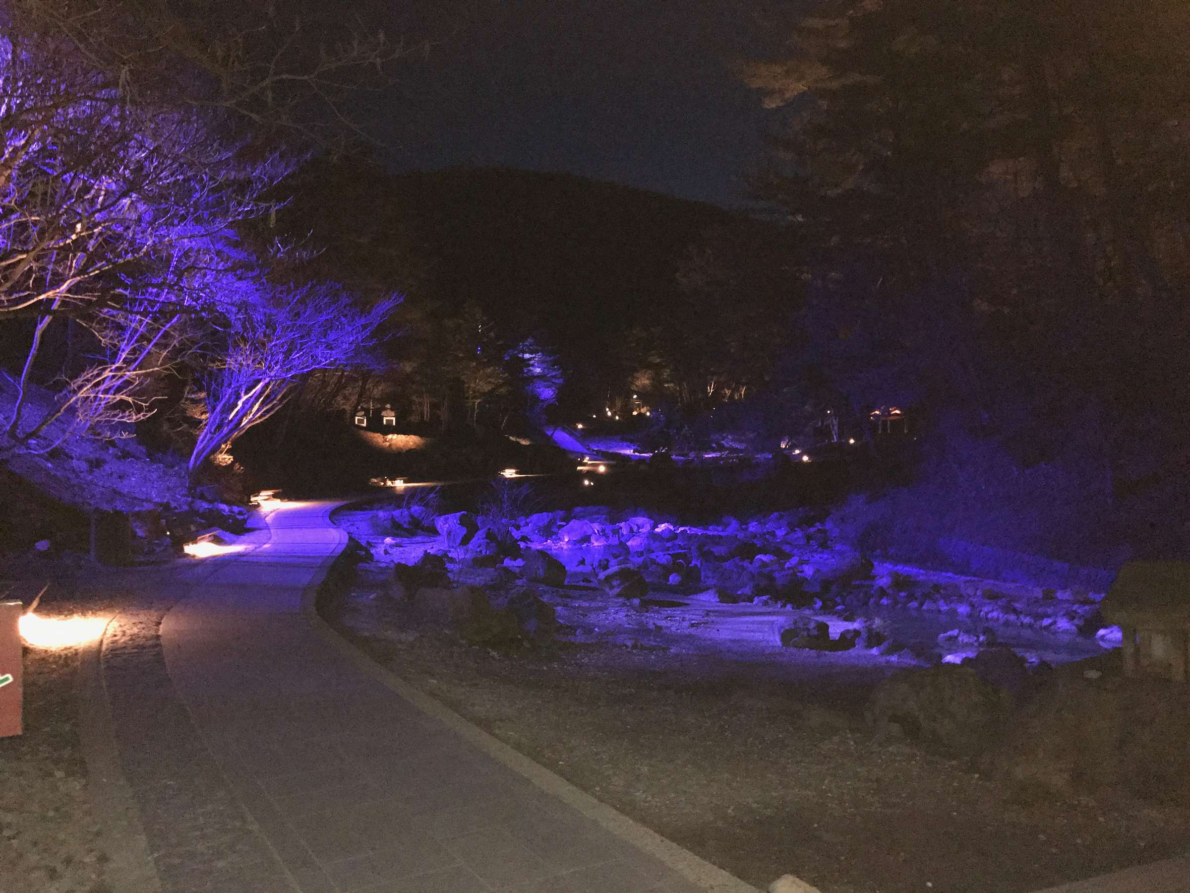 Garden path at Suehiroya Ryokan illuminated at night with purple uplighting on the trees and a stone stream