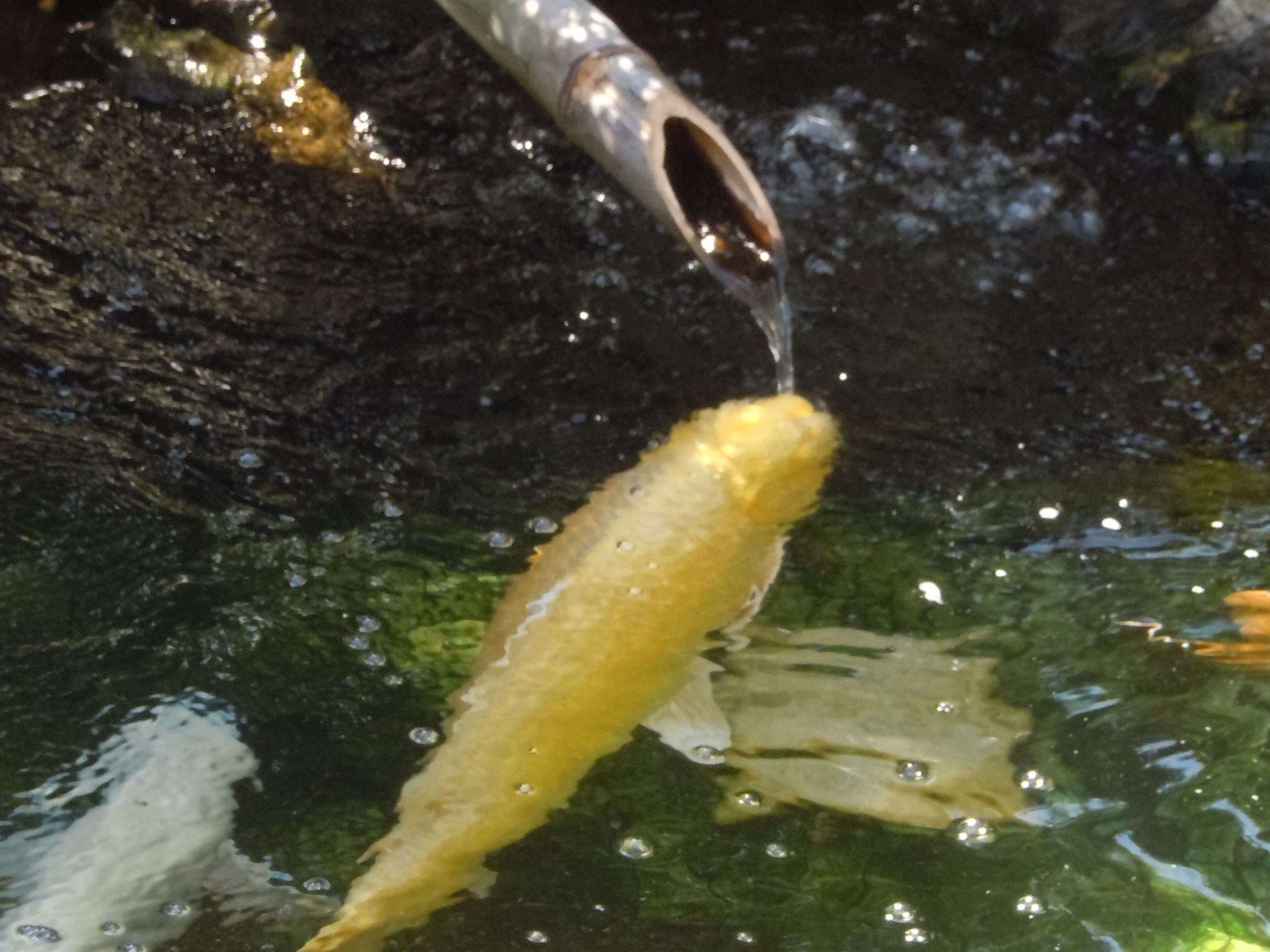 Golden koi carp at a bamboo water spout in the garden pond at Chikurinan Mizuno