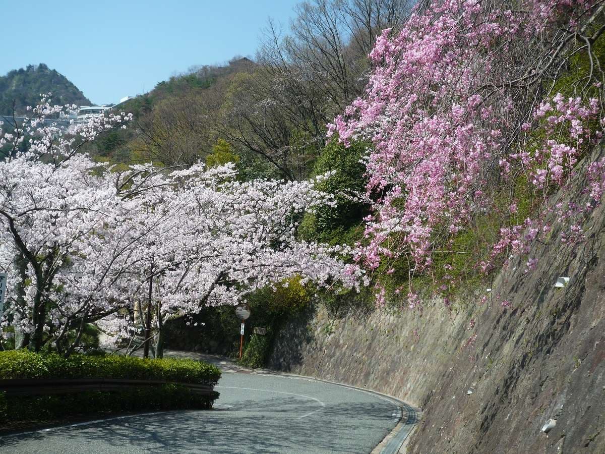 Cherry blossoms in full bloom along the riverside beside the bath terrace at Spa Terrace Shisui
