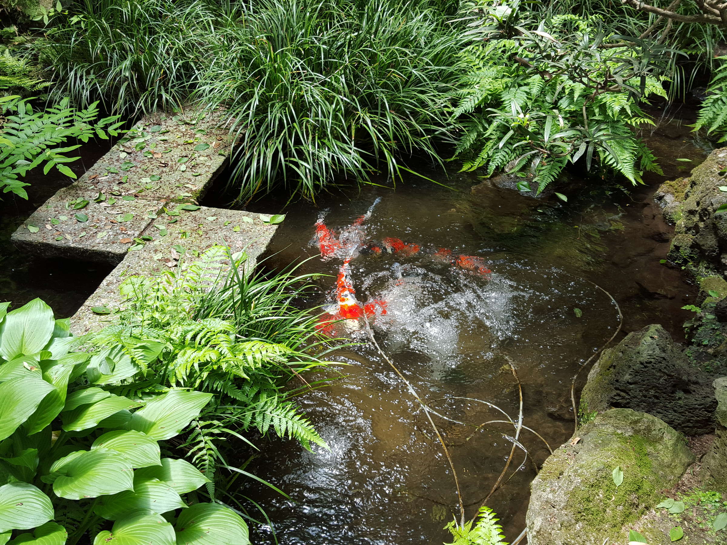 Koi swimming in a clear garden stream framed by ferns and hostas, Tsukimotoya, Kinosaki Onsen