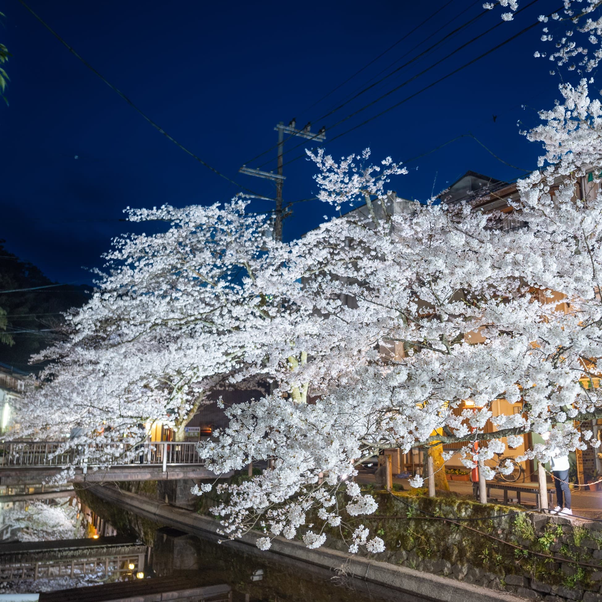 Cherry blossoms along the Kinosaki Onsen canal at night near Mikuniya