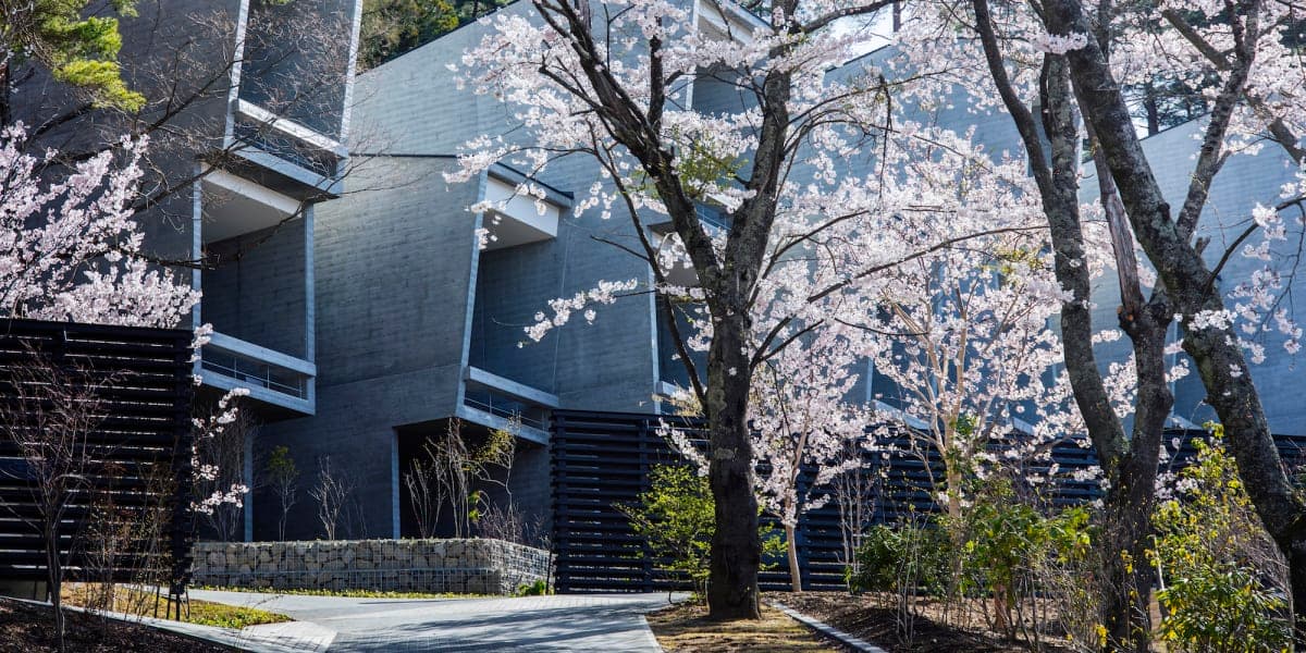 HOSHINOYA Fuji cabin building of board-formed concrete framed by blossoming cherry trees in spring