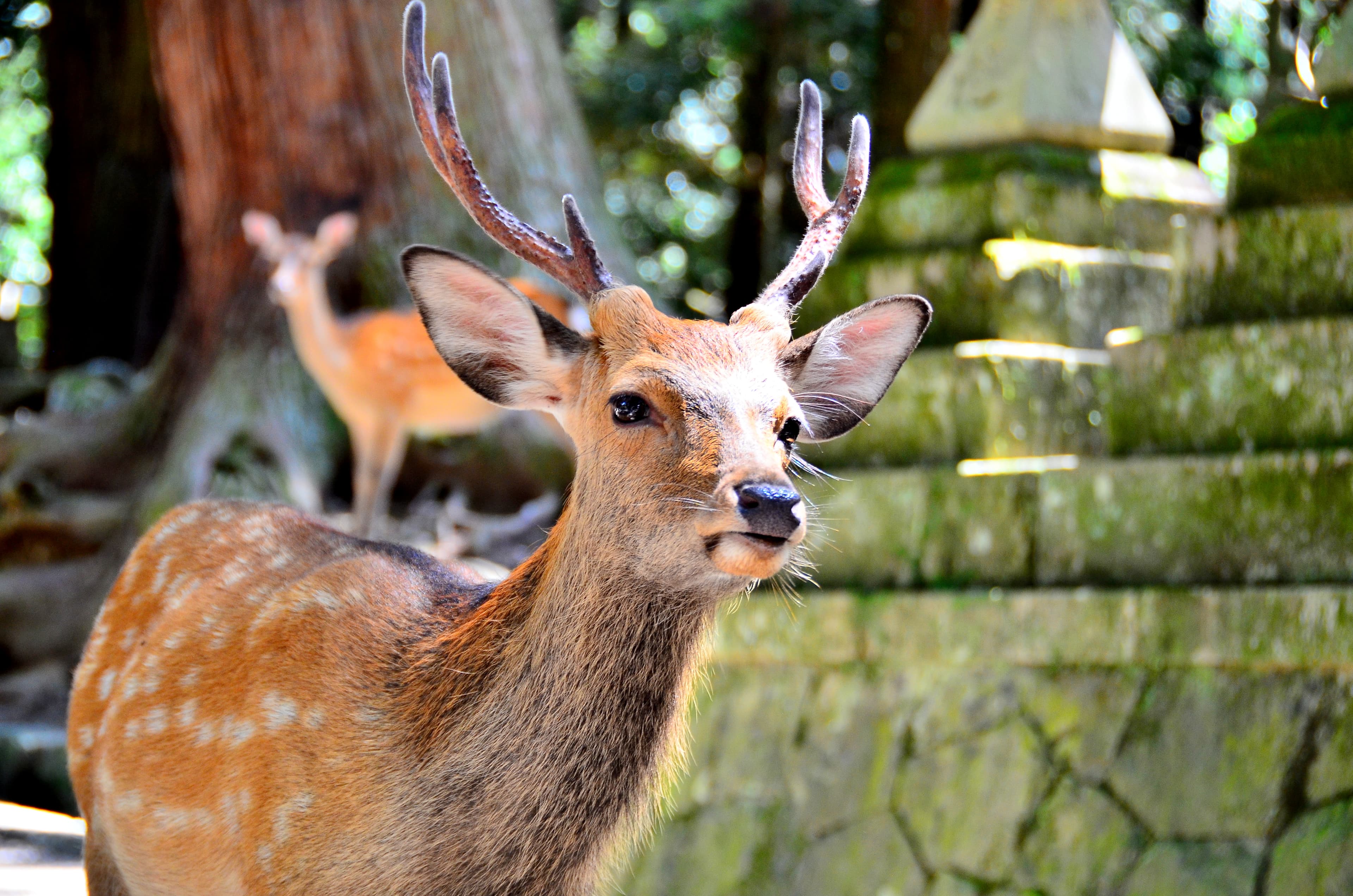 Sika deer in Nara Park — the protected free-roaming deer that share the same paths as guests walking between in-park ryokans and the Todai-ji temple complex.