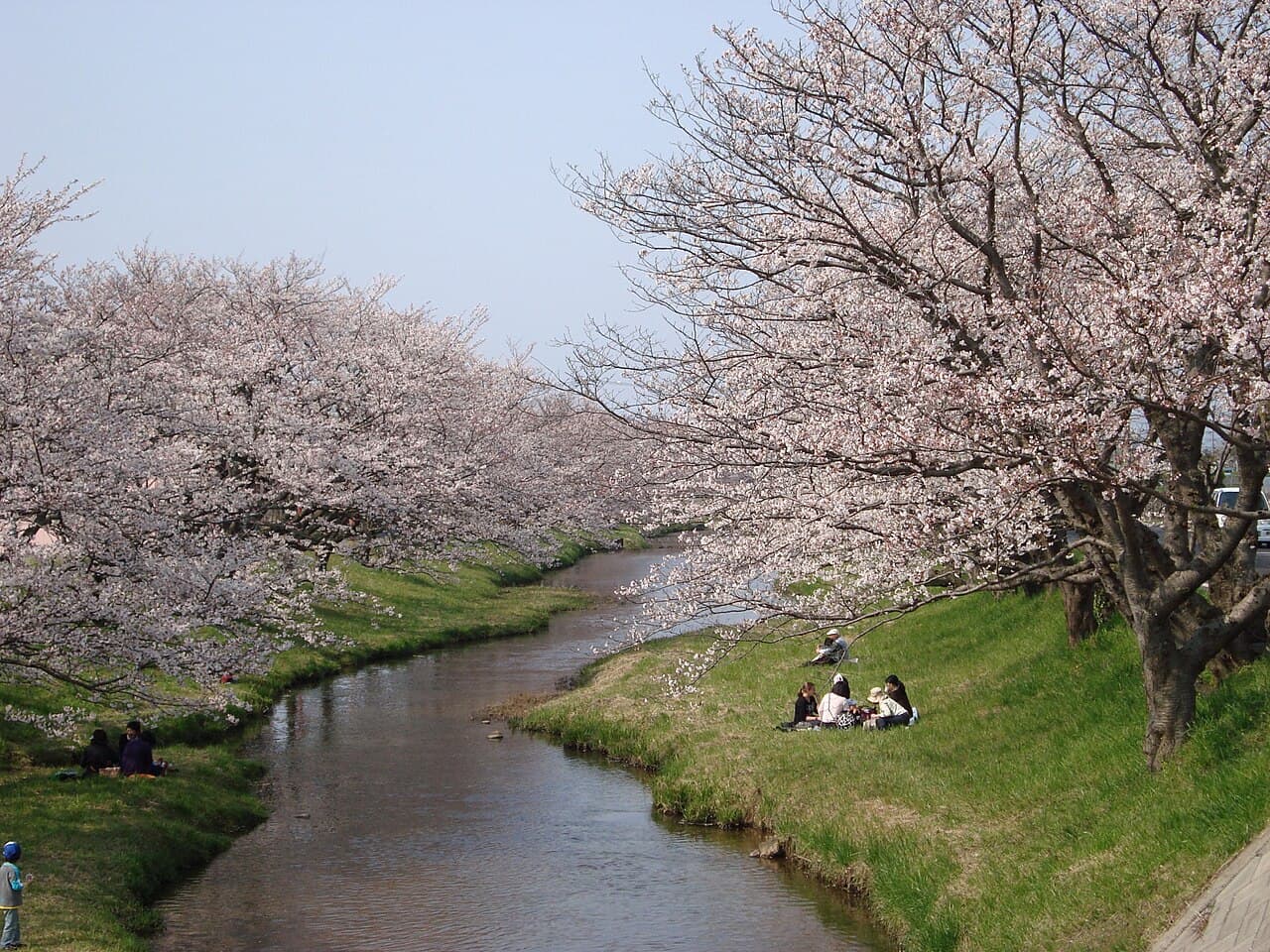 Cherry blossoms along the Tamayu River in Tamatsukuri Onsen with ryokan buildings on the banks