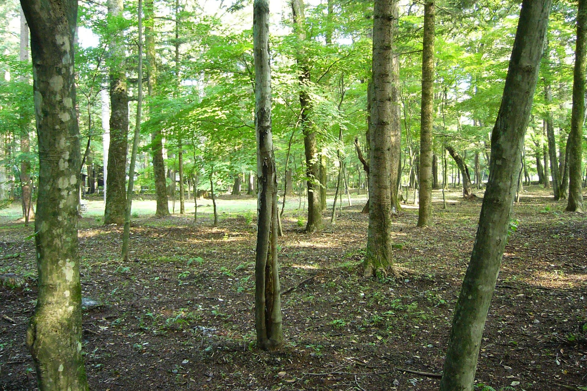 Karuizawa larch forest and rural landscape in late summer with mountains beyond