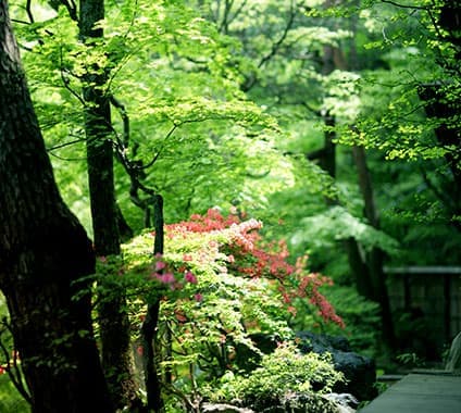 積善館 新緑とツツジの庭園ディテール © sekizenkan.co.jp